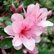 Llght Pink Azalea Seeds - Flower Plant