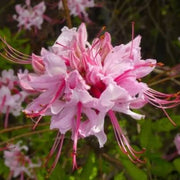 Llght Pink Azalea Seeds - Flower Plant
