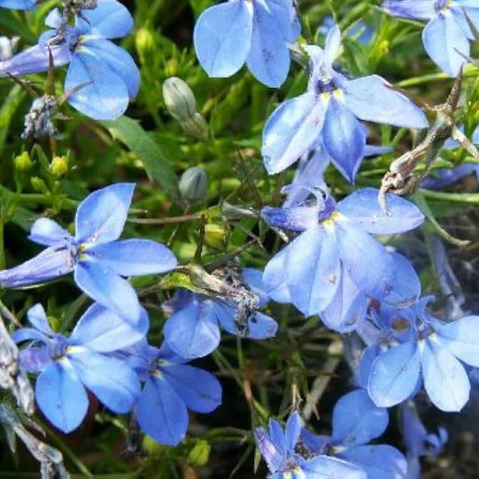 Blue & White Crest Lobelia Seeds, Herbal