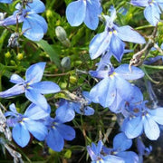 Blue & White Crest Lobelia Seeds, Herbal