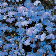 Blue & White Crest Lobelia Seeds, Herbal