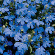 Blue & White Crest Lobelia Seeds, Herbal