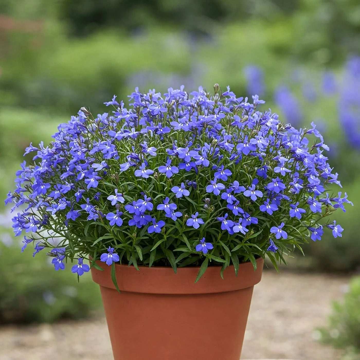 Lobelia Seeds – Lobelia erinus