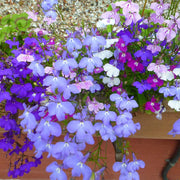 Compact Lobelia Seeds