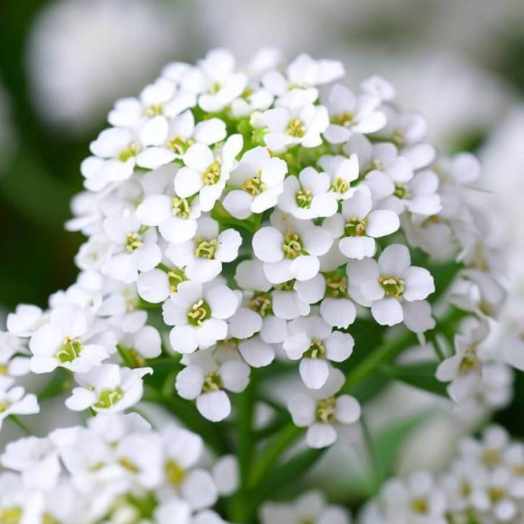 Lobularia maritima Alyssum Seeds