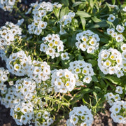 Lobularia maritima Alyssum Seeds