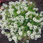 Lobularia maritima Alyssum Seeds