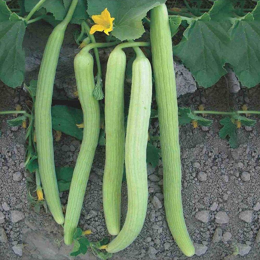 Green Long Melon Seeds