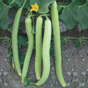 Green Long Melon Seeds