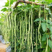 Long Bean Seeds