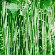 Long Bean Seeds