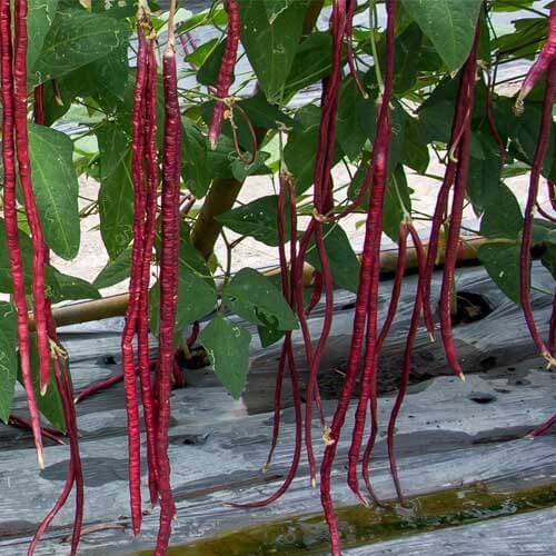 Red Long Bean Seeds