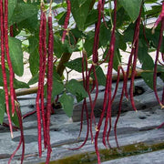 Red Long Bean Seeds