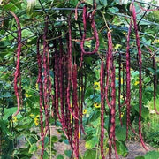 Red Long Bean Seeds