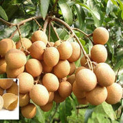 Lush Seeds, Dimocarpus longan