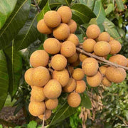 Lush Seeds, Dimocarpus longan