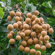Lush Seeds, Dimocarpus longan