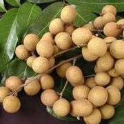 Lush Seeds, Dimocarpus longan