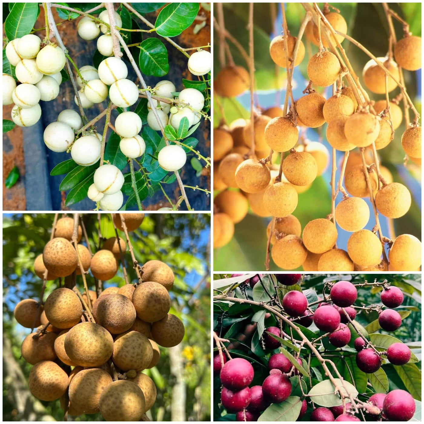 Longan Seeds - All In One For Home Gardens