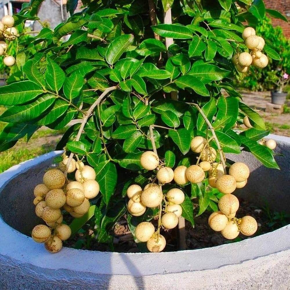 Longan Seeds - All In One For Home Gardens