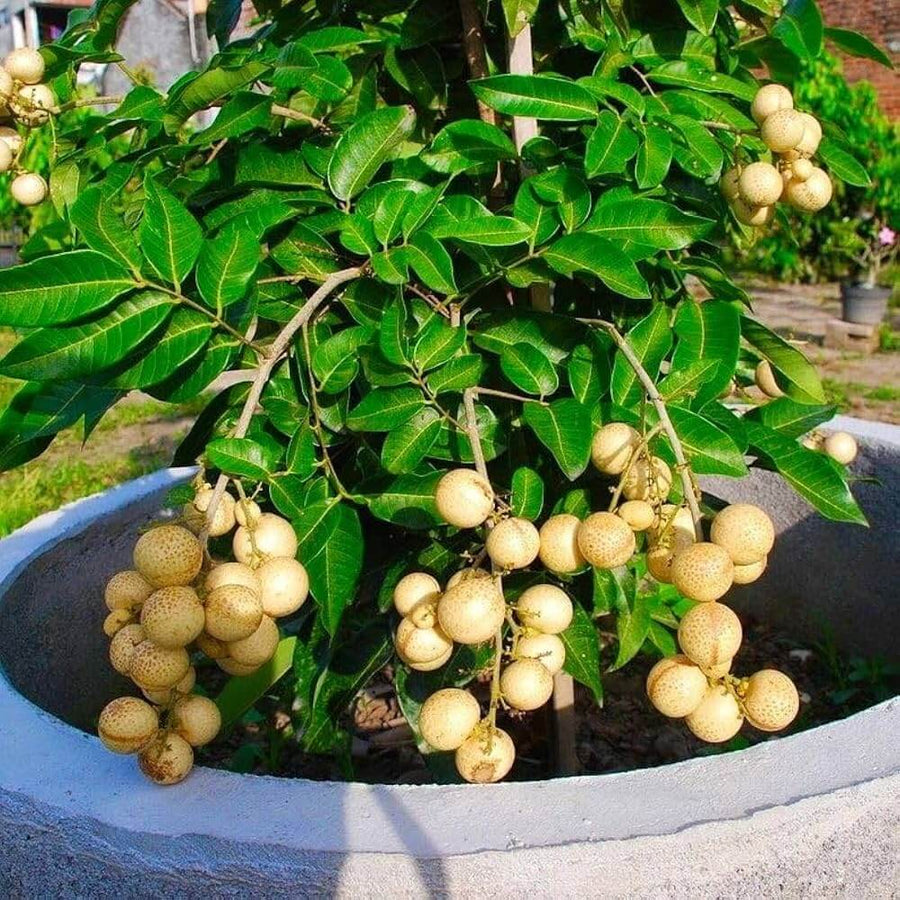 Longan Seeds - All In One For Home Gardens