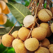 Lush Seeds, Dimocarpus longan
