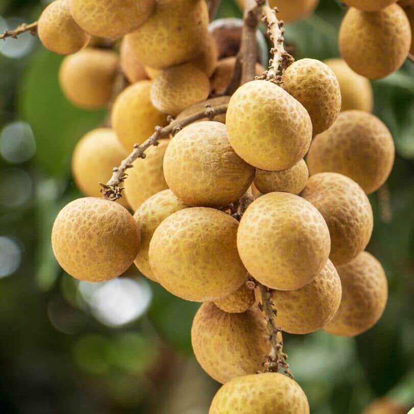 Lush Seeds, Dimocarpus longan