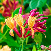 Wildflower Mix Lonicera Seeds