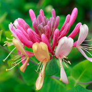 Wildflower Mix Lonicera Seeds