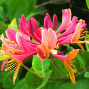 Wildflower Mix Lonicera Seeds