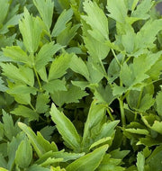 Lovage Seeds - Herbal Plant for Home Gardens Seeds