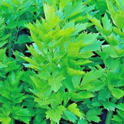 Lovage Seeds - Herbal Plant for Home Gardens Seeds