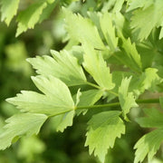 Lovage Seeds - Herbal Plant for Home Gardens Seeds