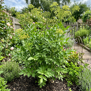 Lovage Seeds – Levisticum officinale