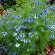Love In A Mist Seeds – Nigella damascena