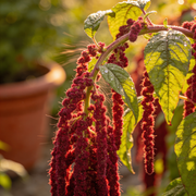 Amaranthus Seeds – Amaranthus spp.
