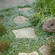 Low Growing Seeds
