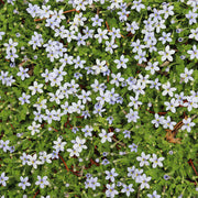 Low Growing Seeds