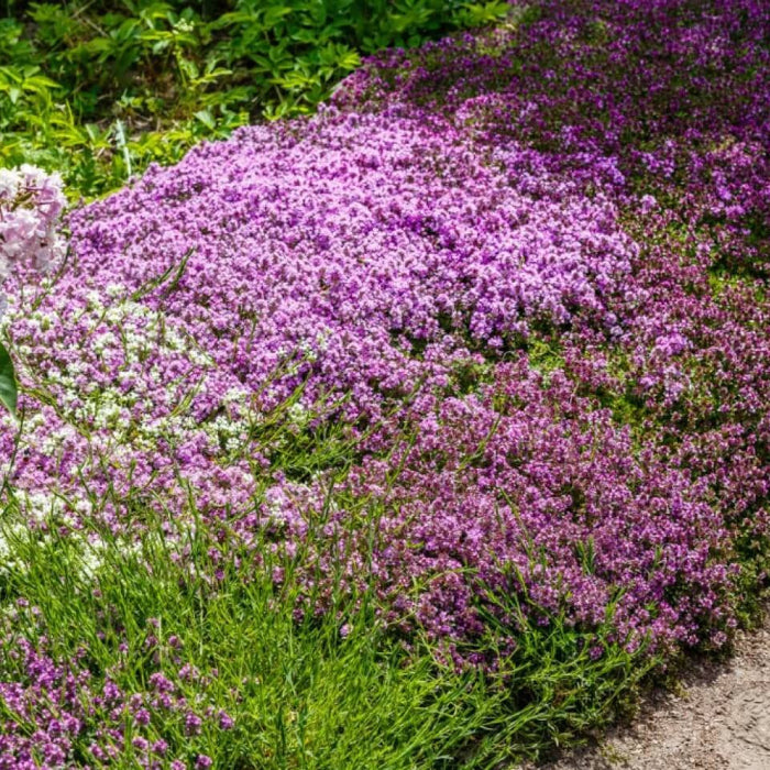 Low Growing Herb Lawn Seeds - Herbal Seeds