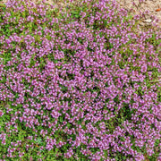 Low Growing Herb Lawn Seeds - Herbal Seeds