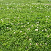 Low Maintenance Lawn Seeds
