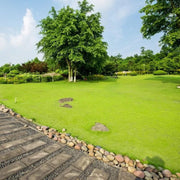 Low Maintenance Lawn Seeds