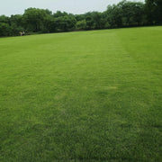 Low Maintenance Lawn Seeds