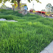 Low Maintenance Lawn Seeds - Flower Plant