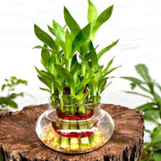 Lucky Bamboo Dracaena Seeds