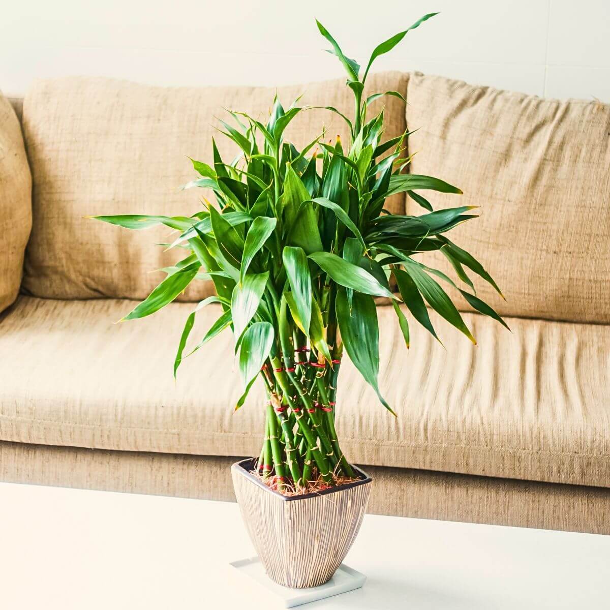 Lucky Bamboo Dracaena Seeds