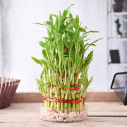 Lucky Bamboo Dracaena Seeds