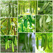 Luffa Seeds - All In One For Home Gardens