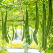 Luffa Seeds - All In One For Home Gardens