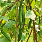 Luffa Seeds - All In One For Home Gardens